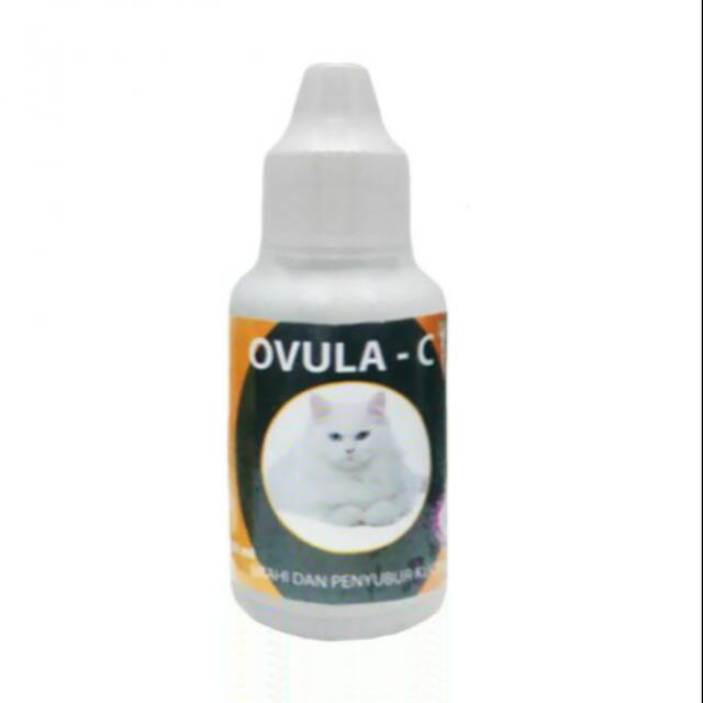 Ovula obat birahi kucing