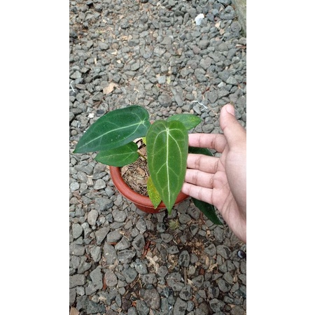 anthurium forgetii