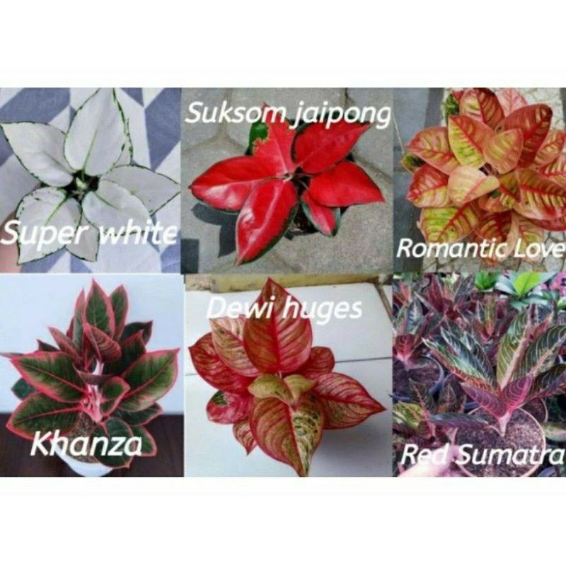 paket 6 bibit bonggol