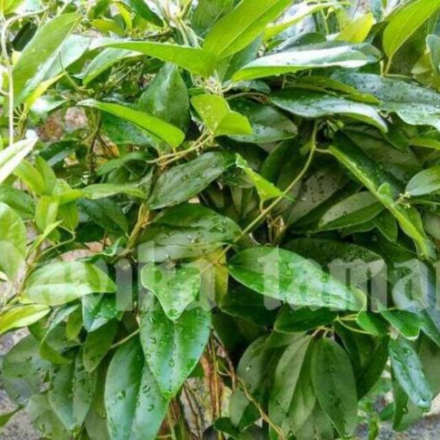 Tanaman Cincau Hijau - Cincau Jelly