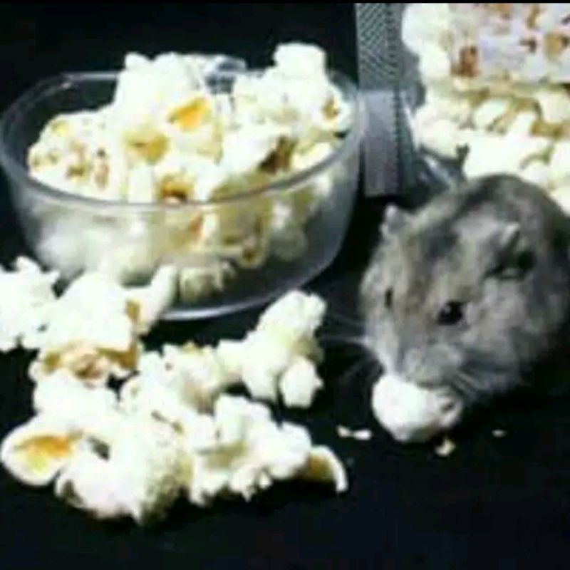 Snack Pop Corn Hamster MINI Pack Murah Ekonomis Popcorn