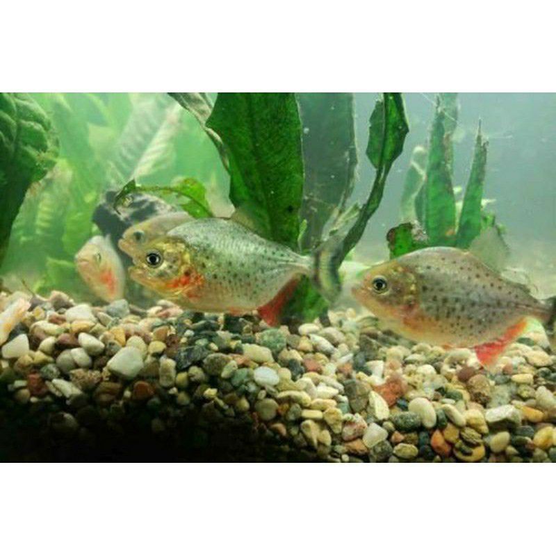 Red Bally Piranha (RBP)