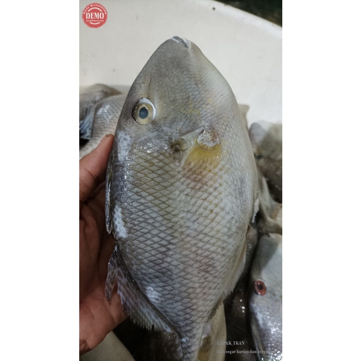 

IKAN SEGAR KAMBING KAMBING Ikan Laut Segar