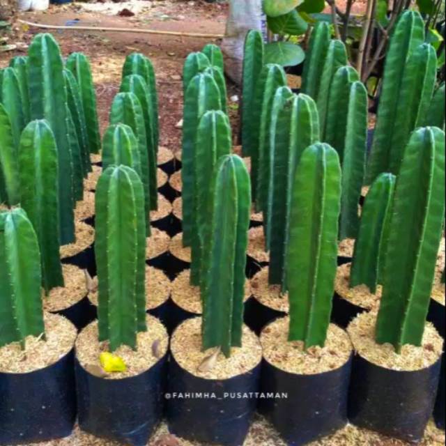 Kaktus Koboi Kaktus Belimbing