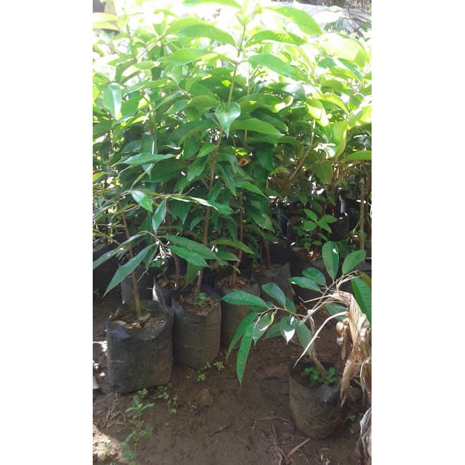 bibit tanaman jambu jamaika murah berkualitas - 1kg muat 2