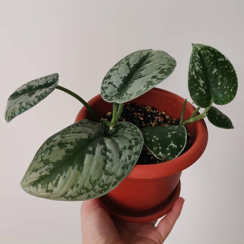 tanaman hias scindapsus exotica