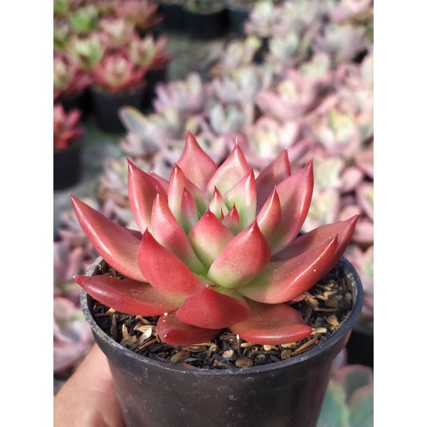 Sukulen Agavoides Frank Rainelt merah | kaktus dan sukulen