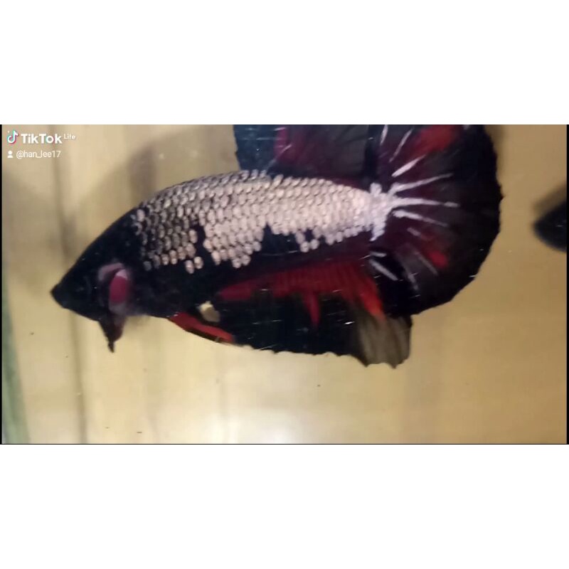 Ikan Cupang Jantan Avatar Cooper Gold