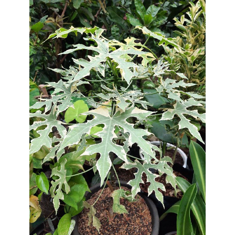 pohon pepaya jepang varigata (langka)