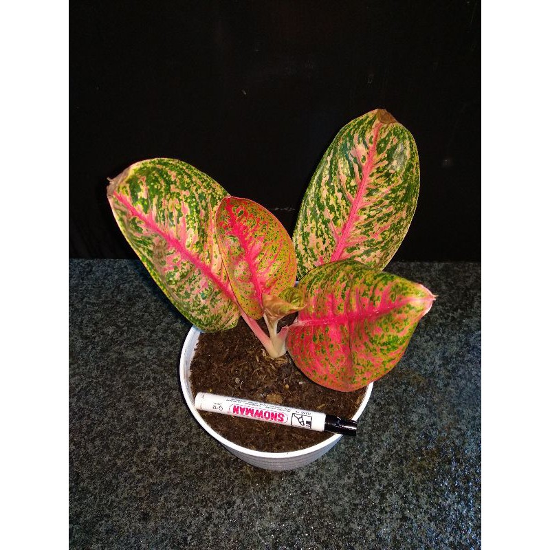 AGLONEMA KENDEDES / AGLAONEMA KENDEDES / TANAMAN HIAS