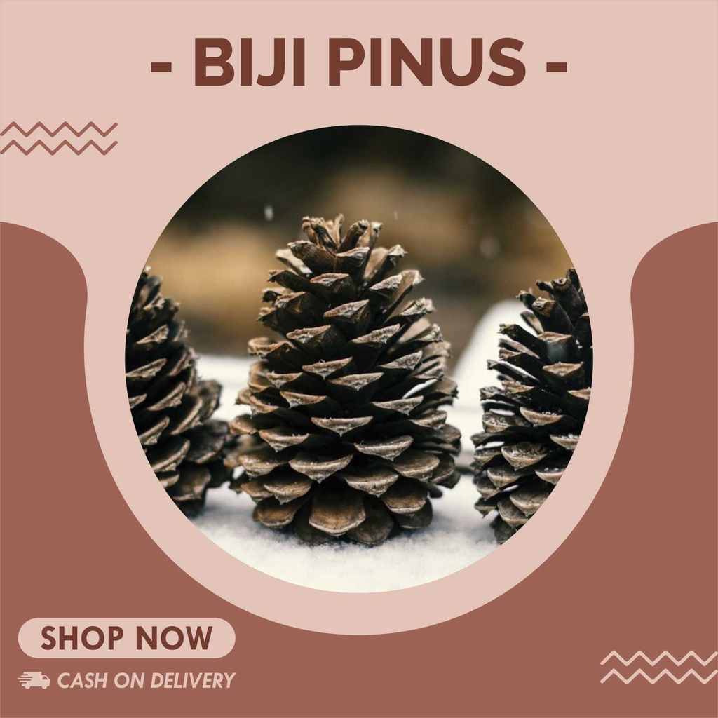 Biji Pinus | Bunga Pinus | Buah Pinus Rustic