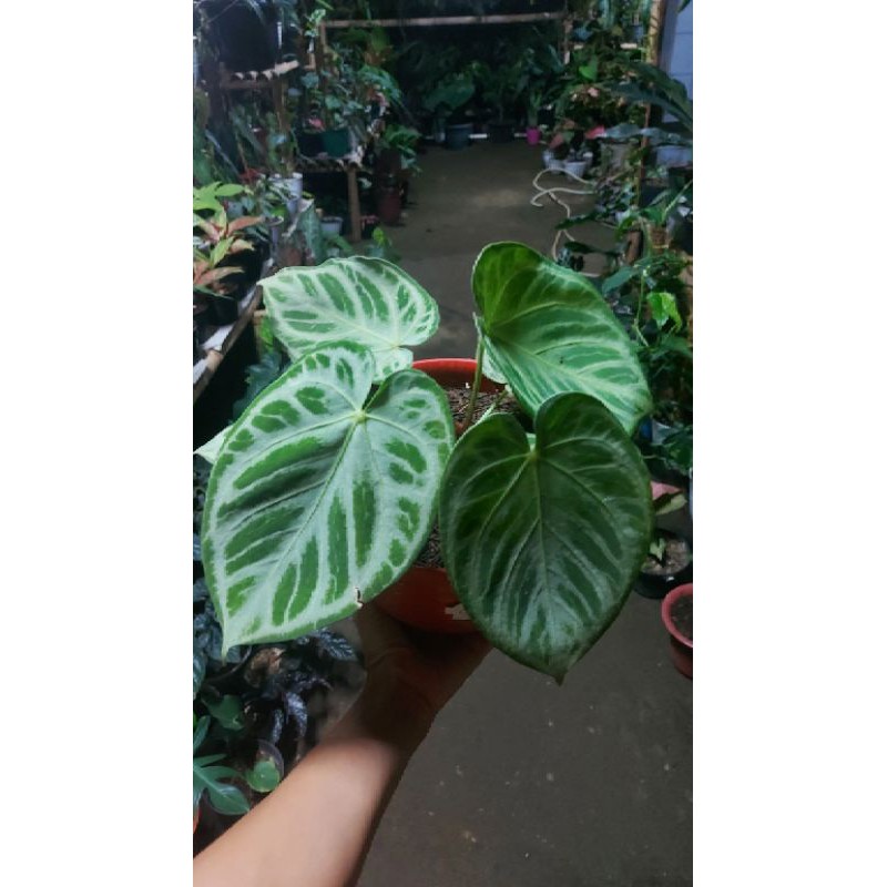 kuping gajah silver blush