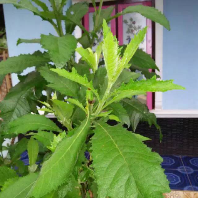 

Daun sambung 100gr