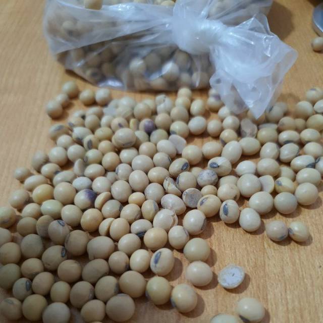 

Kacang kedele bola merah