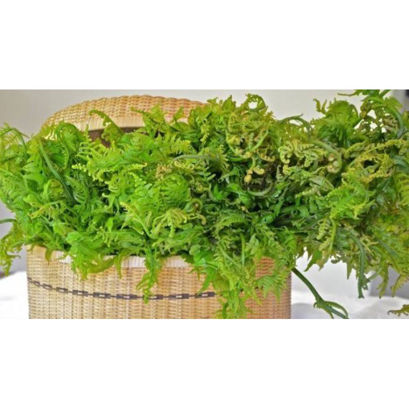 

Daun Pakis Sayur Asli Segar 1kg