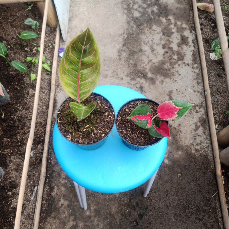 Aglaonema pos/suksom/dut white