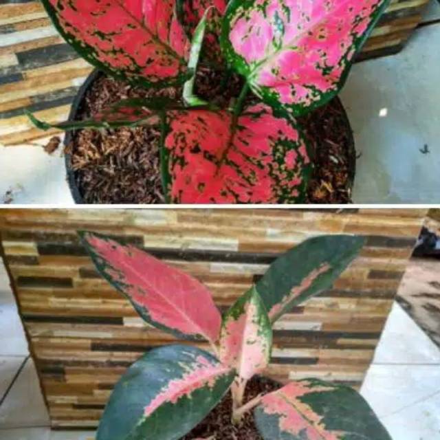 Tanaman hiyas paket 2 Anglonema