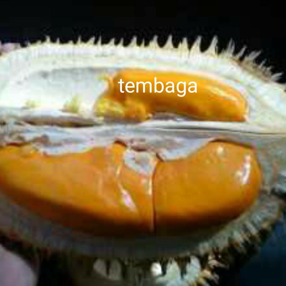 *_$ BIBIT BUAH DURIAN TEMBAGA SUPER KAKI 3 #AS_