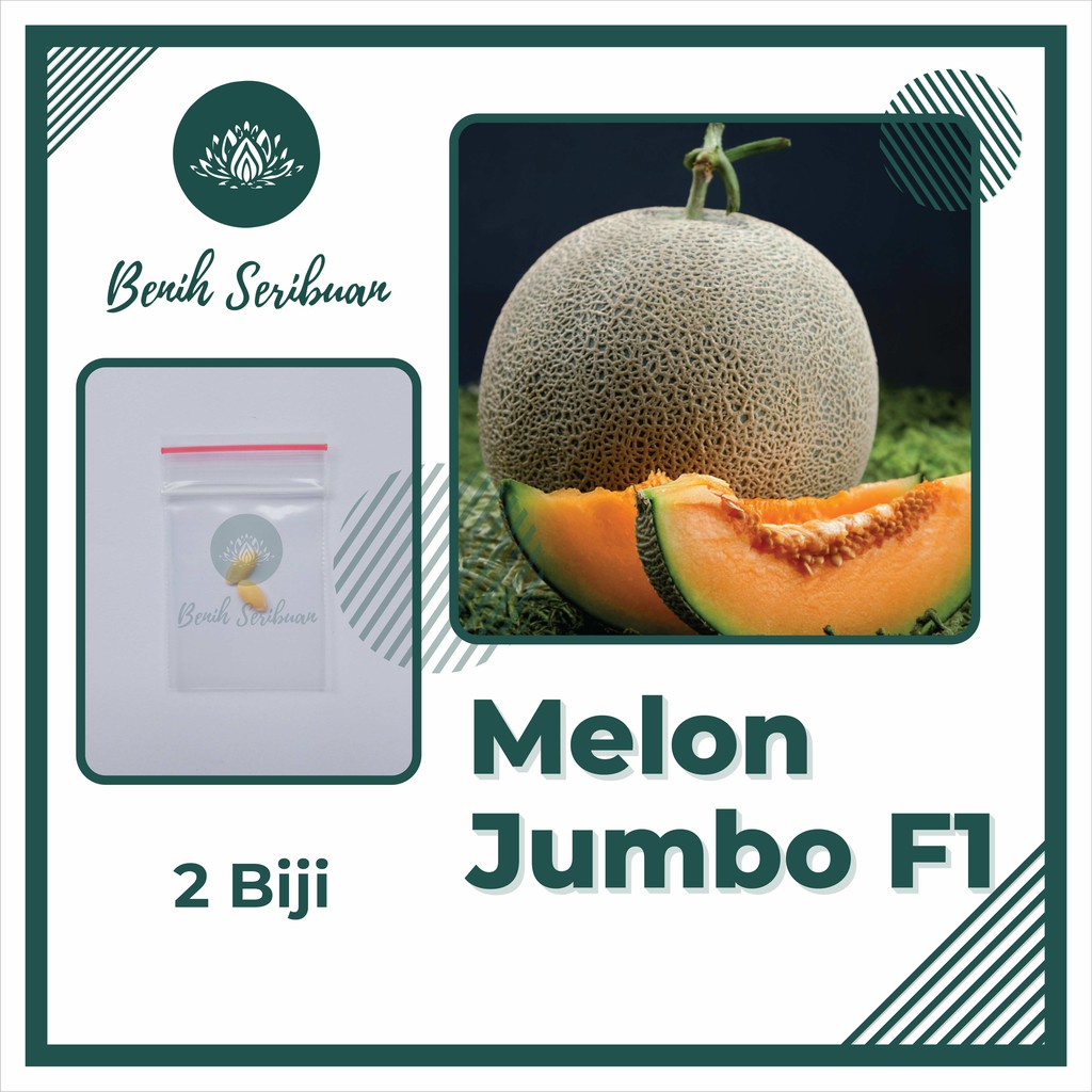 2 Benih Bibit Melon Jumbo F1 Hibrida Tanaman Buah Buahan Melon Orange Manis Super Besar Bintang Asia Tahan Virus