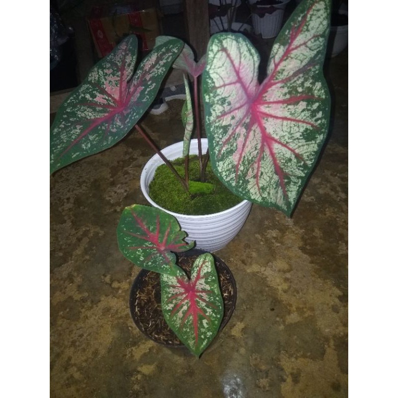 caladium pink beauty