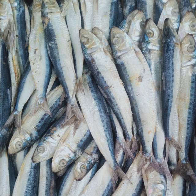 

Ikan asin : japu seri