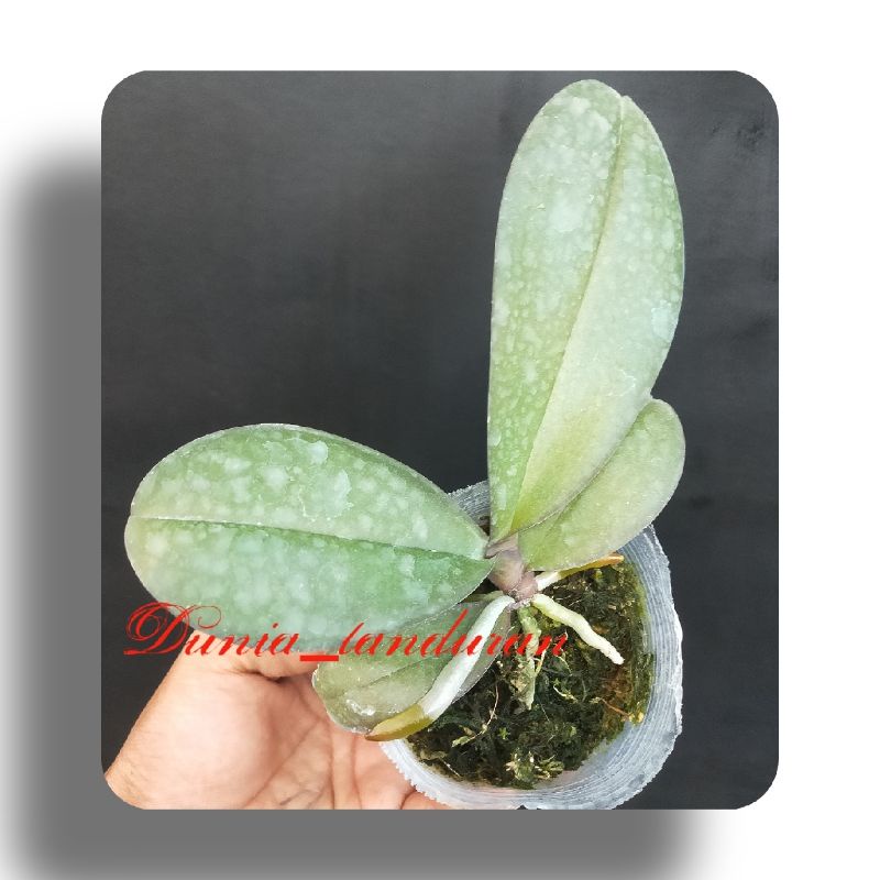 Anggrek Bulan Remaja