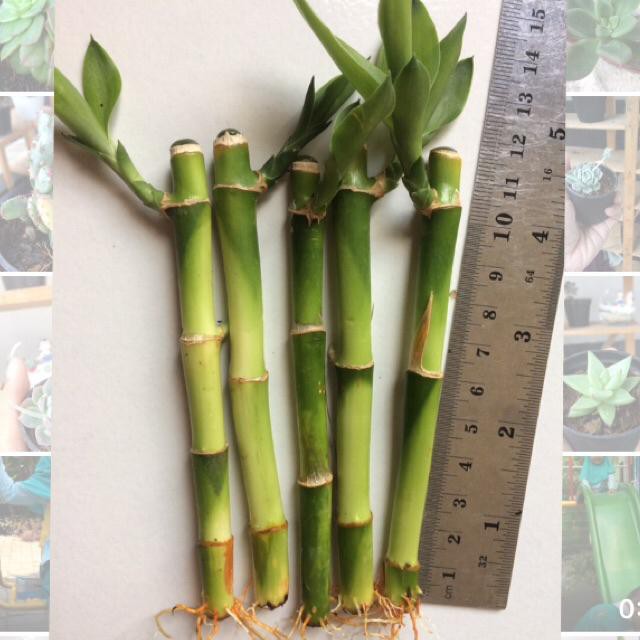 Lucky Bamboo Ornamental Plant, Lucky Bamboo Sri Rejeki