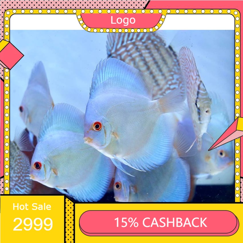 Discus Blue Diamond ( Ikan )