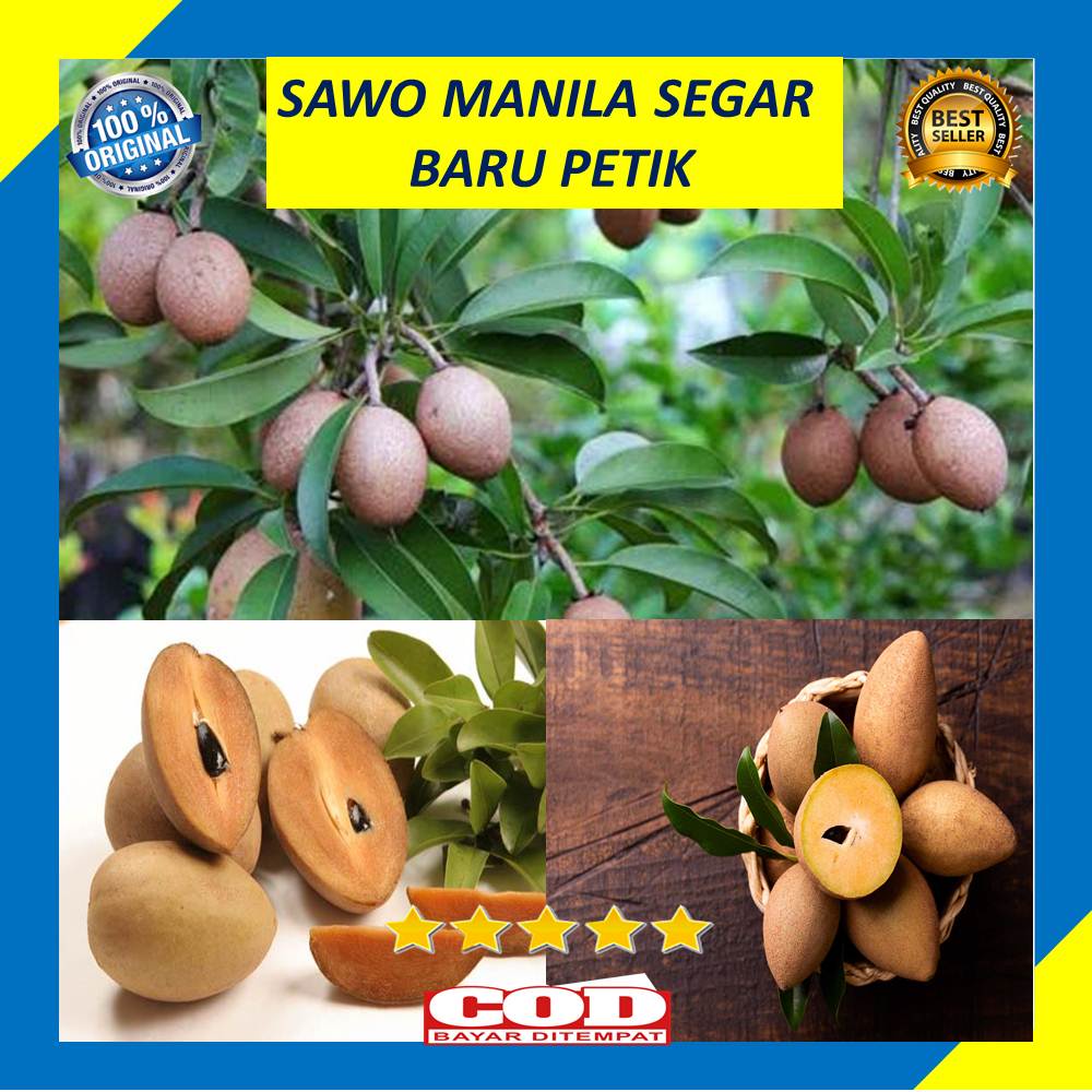 

Buah Sawo 500 Gram Sawo Manila Baru Petik