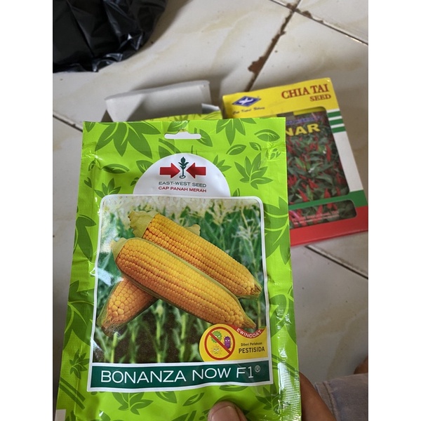 bonanza now F1 200 butir