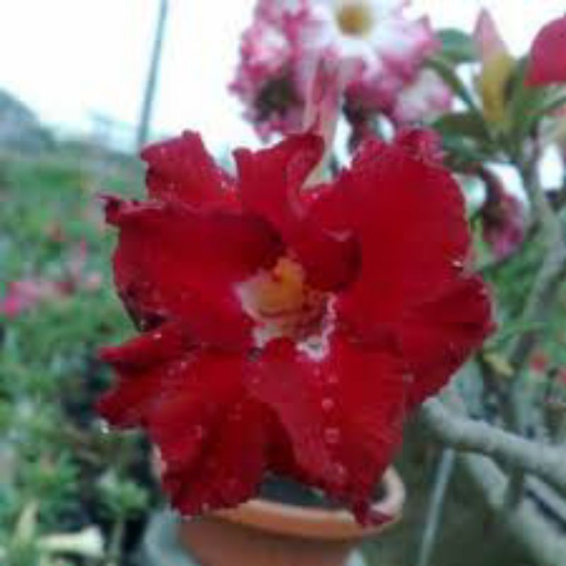 Adenium Bunga tumpuk ori Merah sudah keluar kuncup