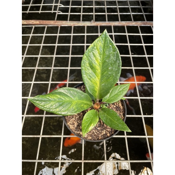 Anthurium jemani tornado varigata