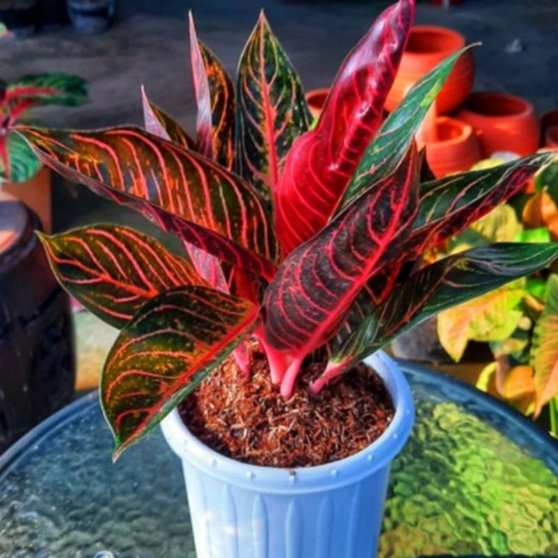 Aglaonema pride of sumatra /Aglonema pride of sumatra / Aglonema pride of sumatra (Tanaman hias agla
