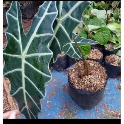 keladi tengkorak - tanaman caladium tengkorak - keladi amazon - pohon keladi