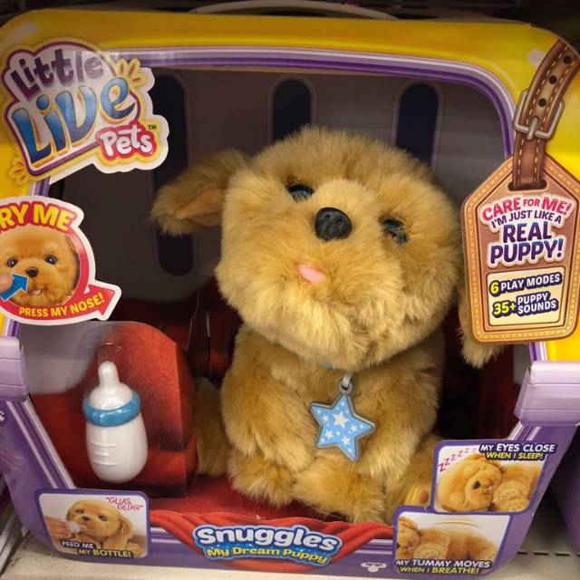 affordable husky puppies for sale