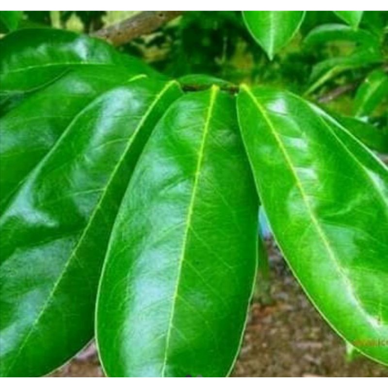 

100 Lembar Daun Sirsak Segar Langsung Petik