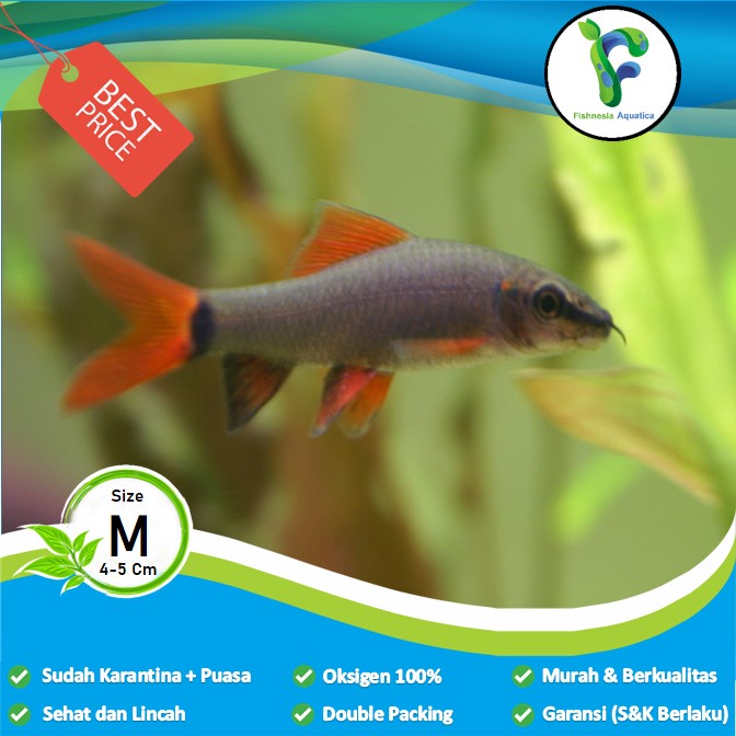 Ikan Hias Aquascape Redfin Black/Redfin Hitam