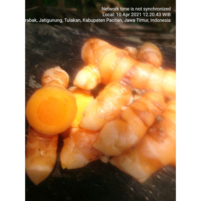 

1kg kunyit segar