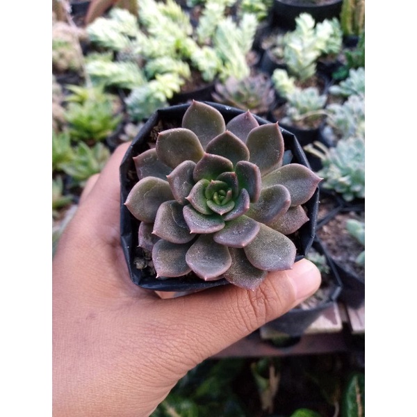 Sukulen Echeveria Black Prince / Mawar Hitam