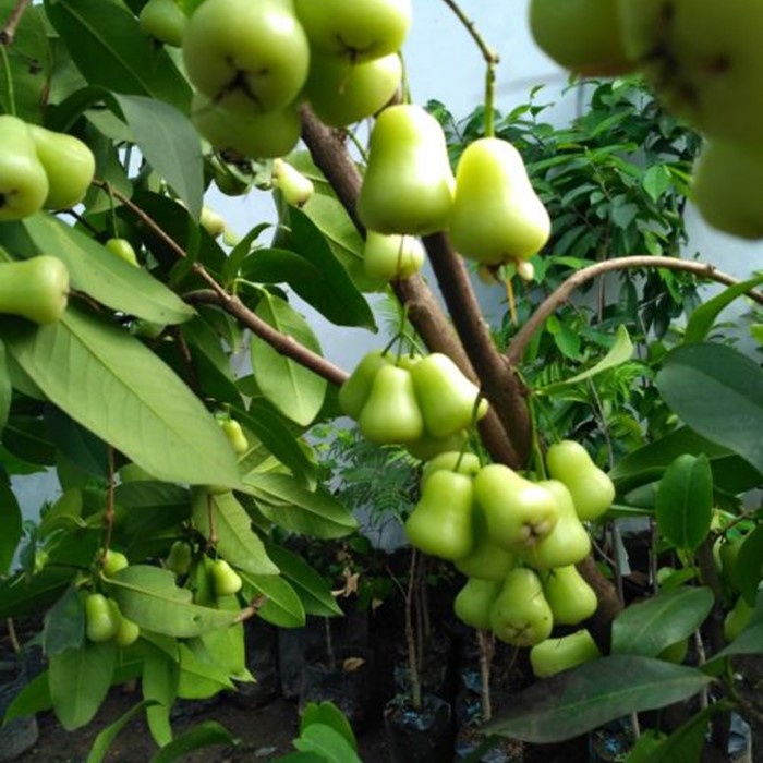 Bibit Tanaman Buah JAMBU AIR MADU DELI Premium