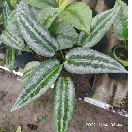 homalomena silver