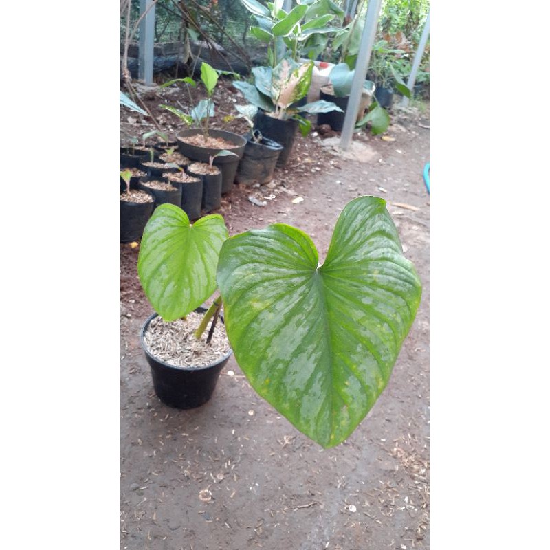 philodendron mamei