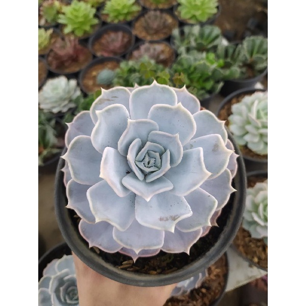 SUKULEN ECHEVERIA POT 10CM