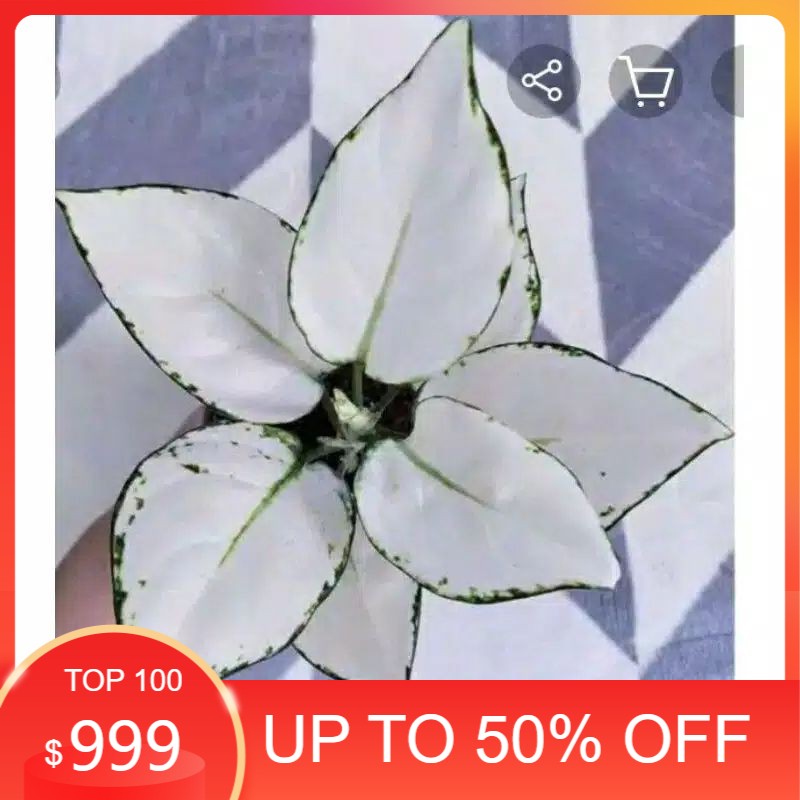 promo bonggol aglonema super white