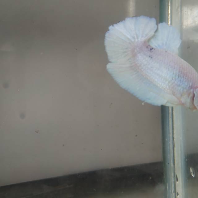 Ikan Cupang Plakat Dragon