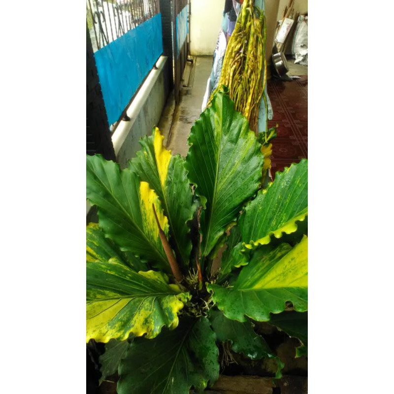 Gelombang cinta varigata