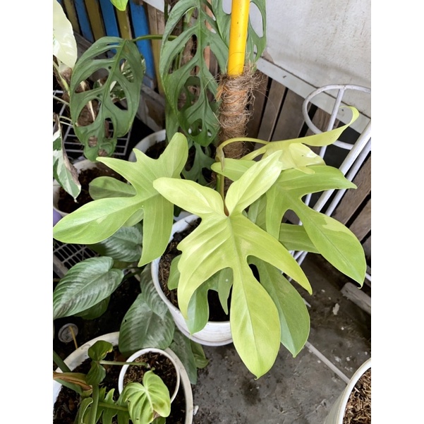 Philo Florida Ghost Beauty