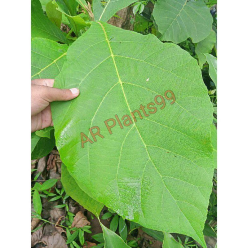 Daun jati segar 500 gram