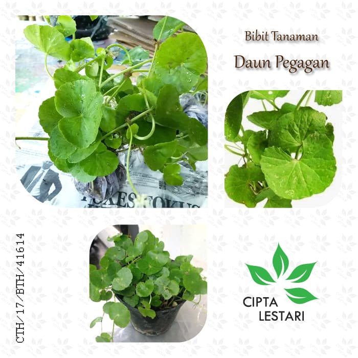 Bibit Pegagan - Tanaman Herbal Daun Pegagan