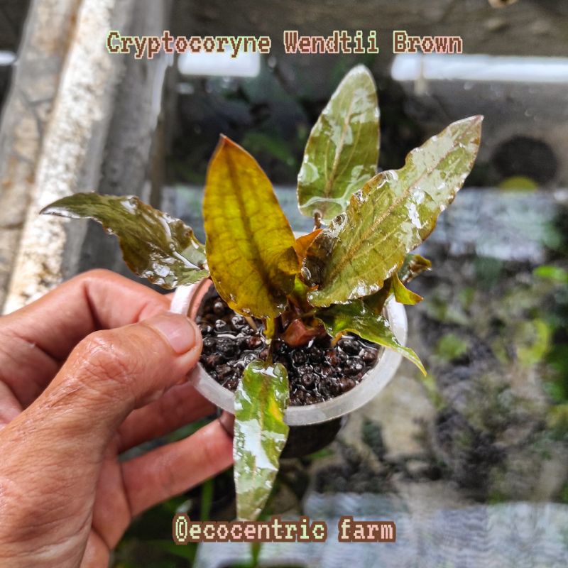 Tanaman Aquascape Cryptocoryne Wendtii Brown